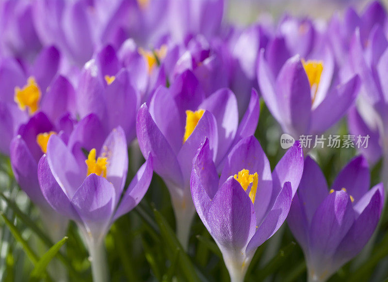 紫色春番红花(C. vernus)在特写